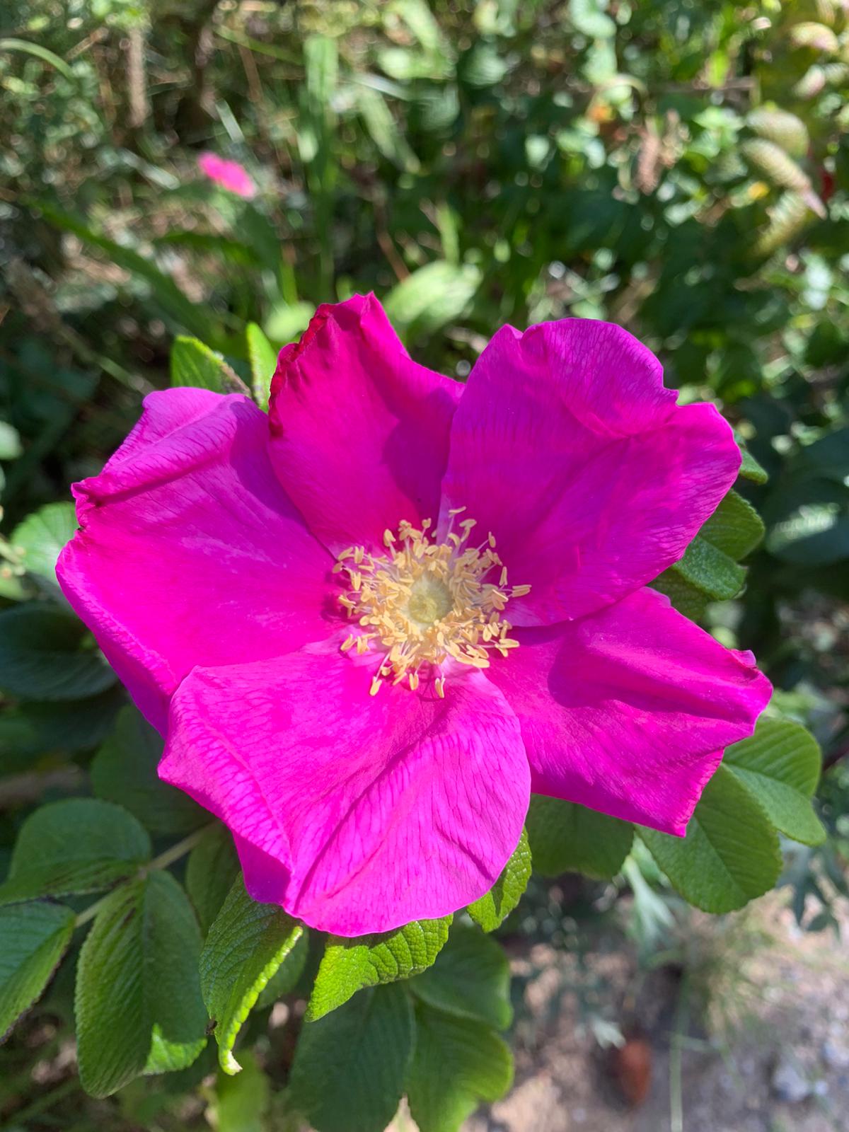 Die unvergleichliche Rolle der Mutter: Ehre sie mit Liebe