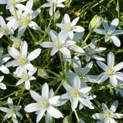 Star of Bethlehem N°29 - Your gentle companion through emotional shocks and times of loss